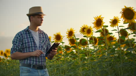 A-student-in-straw-hat-walks-across-a-field-with-large-sunflowers-and-writes-information-about-it-in-his-electronic-tablet-in-nature-at-sunset.
